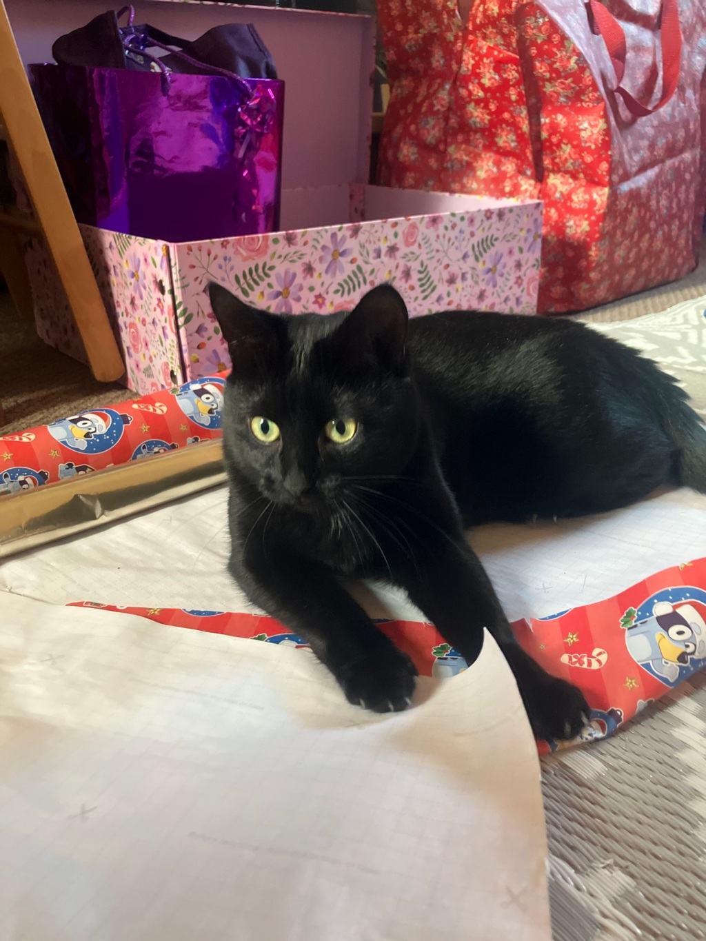 Wrapping with Rosie 🐈‍⬛🎀✂️